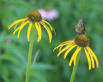 Bush's coneflower (Echinacea paradoxa) starter plant