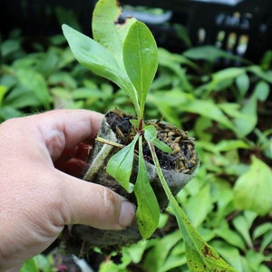 Short pollinator pack (7 plants). Easy grow plant selection for pollinator garden. Great gift