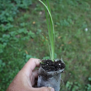 Blue flag iris starter plant (Iris virginica)