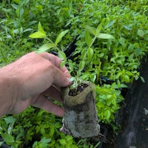 Hairy Mountain Mint starter plant (Pycnanthemum verticillatum var. pilosum)
