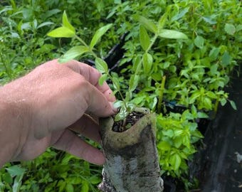 Hairy Mountain Mint starter plant (Pycnanthemum verticillatum var. pilosum)