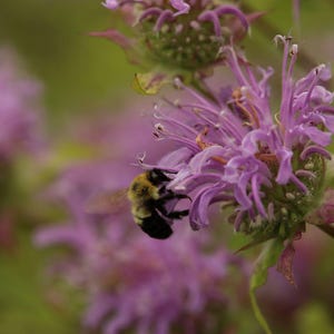 Native bergamot (monarda fistulosa) starter plant