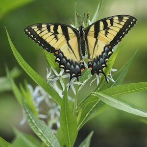 Ozark bluestar (Amsonia illustris) starter plant