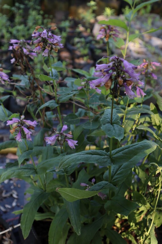 thumbnail image 2 of Penstemon / Foxglove Beardtongue Live Starter Plant | Carolina Lavender | Multicolor Flowering Shrub 2 of 4