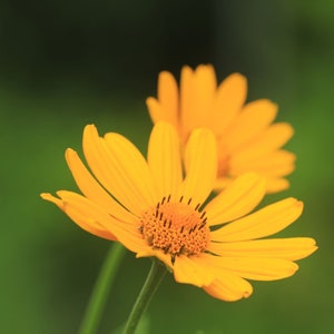 Ox eye (Heliopsis helianthoides) starter plant