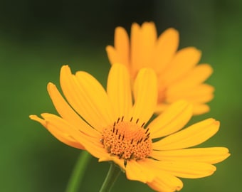 Ox eye (Heliopsis helianthoides) starter plant