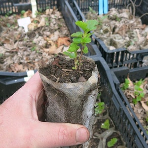 Prairie Ninebark (Physocarpus opulifolius) starter shrub