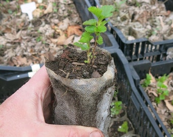 Prairie Ninebark (Physocarpus opulifolius) starter shrub