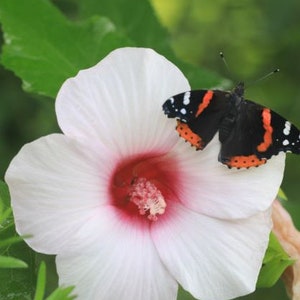 Rose mallow (Hibiscus laevis) starter plant (dormant)