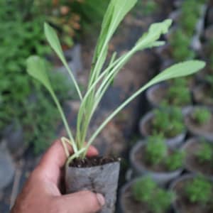 Blanket flower starter plant (Gaillardia)