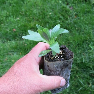 Large flowered beard tongue  (Penstemon grandiflorus) starter plant