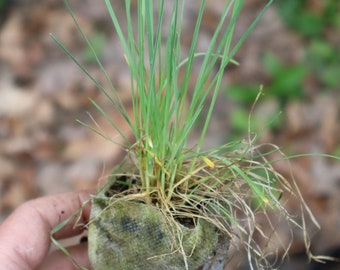 June grass starter plant (Koeleria macrantha)