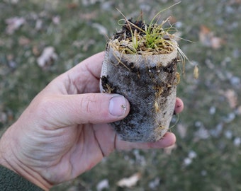 Brown fox sedge (Carex vulpinoidea) starter plant