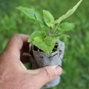 Shorts Aster (Symphyotrichum shortii) starter plant