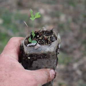 Blue Ridge Buckbean starter plant (Thermopsis caroliniana)