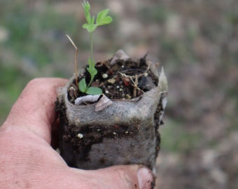 Blue Ridge Buckbean starter plant (Thermopsis caroliniana)