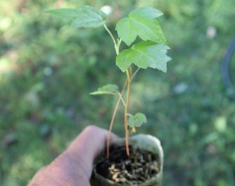 American sweetgum (Liquidambar styraciflua) starter tree