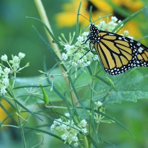 Whorled milkweed starter plant (Asclepias verticillata)