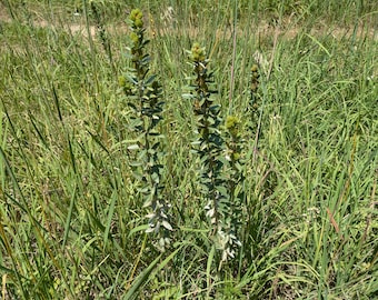Round-Headed Bush Clover (Lespedeza capitata) starter plant