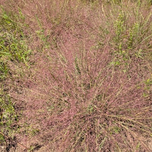 Purple love grass starter plant (Eragrostis spectabilis) DORMANT