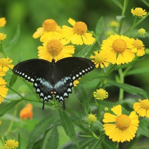 May include: A black and blue butterfly with white spots perched on a yellow flower. The butterfly has its wings spread open, showing off its intricate patterns. The flower is surrounded by other yellow flowers and green leaves.
