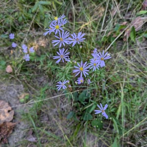 May include: A cluster of small, light purple flowers with yellow centers, surrounded by green grass and foliage. The flowers have thin, delicate petals and are in full bloom, creating a natural, outdoor scene.
