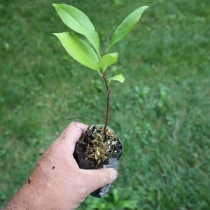 Black cherry starter tree (prunus serotina) (dormant)