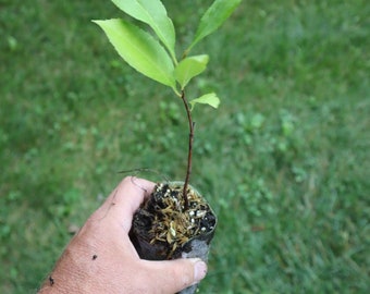 Black cherry starter tree (prunus serotina) (dormant)