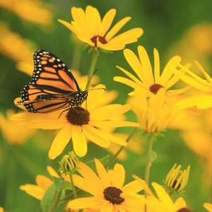 Sweet black Eyed Susan (Rudbeckia subtomentosa) starter plant