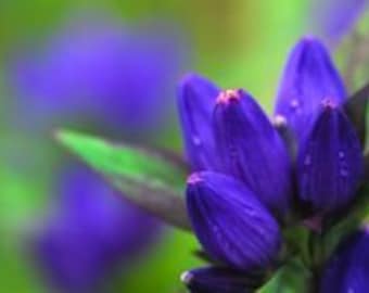 Bottle gentian starter plant (Gentiana andrewsii)
