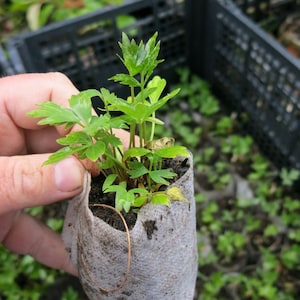 Lovage (Levisticum officinal)  starter plant. Perennial herb and swallowtail host plant