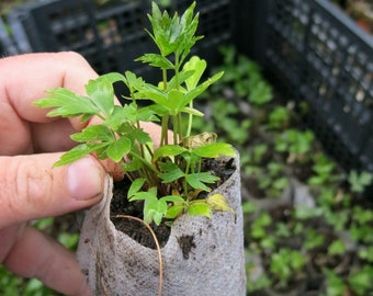 Lovage (Levisticum officinal)  starter plant. Perennial herb. Host plant for black swallowtails