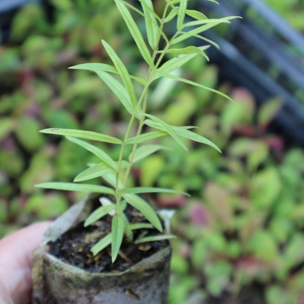 Mountain mint (Pycnanthemum virginianum) starter plant