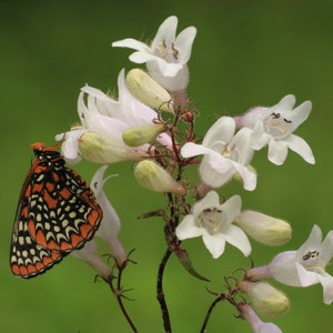 May include: A close-up of a cluster of white flowers with a butterfly. The butterfly has orange, black, and white patterns on its wings. The flowers are in full bloom, with a green background.