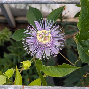 Purple passionflower (Passiflora incarnata) starter plant