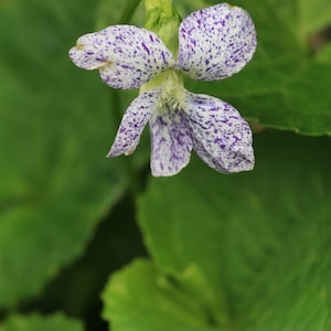 Freckled violet starter plant