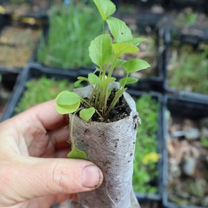 Brown eyed susan starter plant (Rudbeckia triloba)
