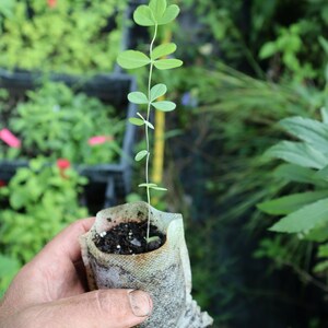 May include: A small green plant with multiple leaves growing in a brown biodegradable pot. The pot is held in a person's hand.