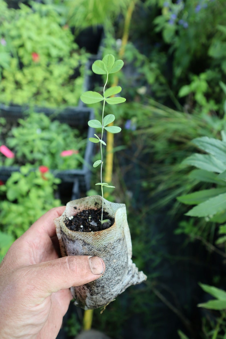 BlazingStarButterfly Indigo Starter Plant