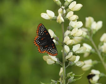 Wild white Indigo starter plant (baptisia alba)
