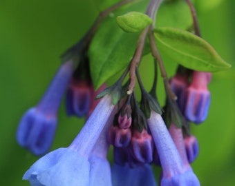 Virginia bluebells starter plant (Mertensia virginica)