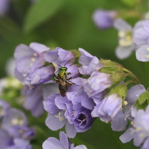 Jacobs ladder starter plant (Polemonium reptans)