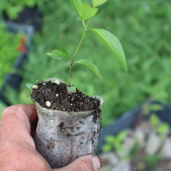 Silky dogwood starter shrub (Cornus amomum) starter shrub