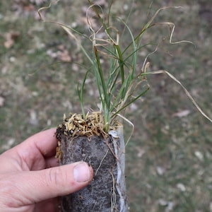 Plains oval sedge (Carex brevior) starter plant