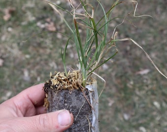 Plains oval sedge (Carex brevior) starter plant