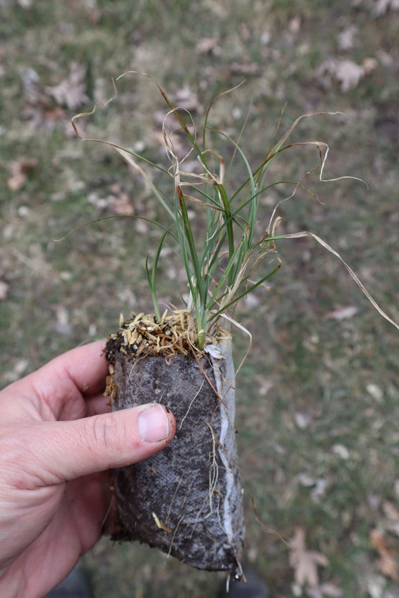 Plains oval sedge Carex brevior starter plant image 1