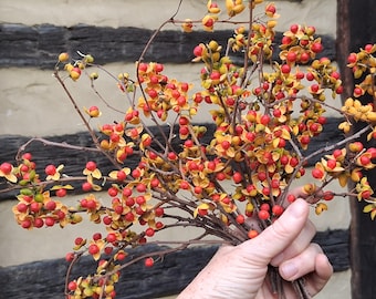 Könnte beinhalten: Ein Bündel getrockneter Baumwürger-Zweige mit zahlreichen kleinen, runden, leuchtend roten Beeren, die in offenen, goldgelben Hüllen stecken. Die holzigen Stängel sind dünn und braun und verzweigen sich zu den bunten Fruchtclustern.