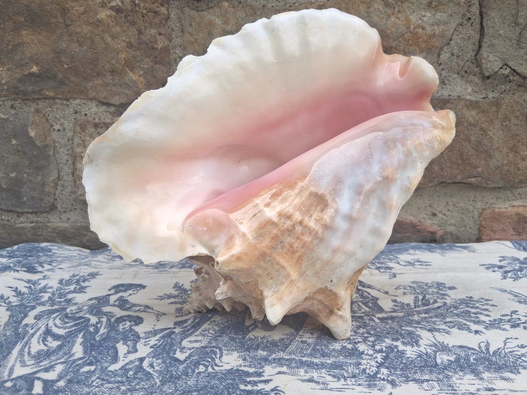Cream Conch Shell Real Queen Conch Seashell Cream and Pink Specimen Shell Beach Wedding ...