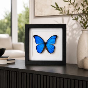Real Blue Morpho Butterfly Shadow Box, Framed Butterfly Specimen, Natural History Wall Art, Entomology Gift, Nature Lover Decor