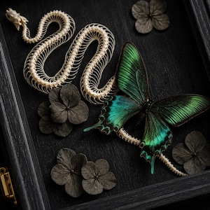 Puede incluir: Una caja expositora con un esqueleto de serpiente blanco dispuesto en forma sinuosa junto a una gran mariposa de colores verde iridiscente y negro. Varias flores de hortensia secas de color gris oscuro rodean el esqueleto.